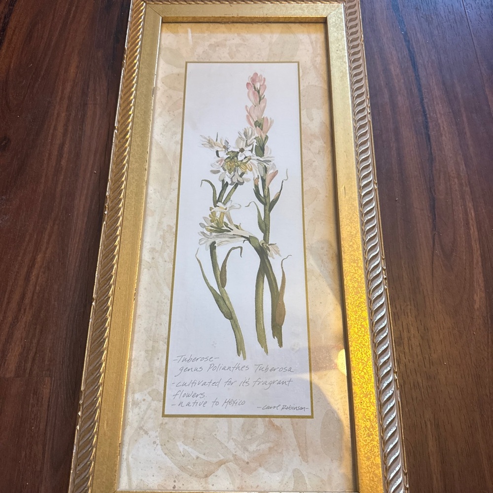 Carol Robinson signed botanical art Tuberose polianthes tubarosa framed